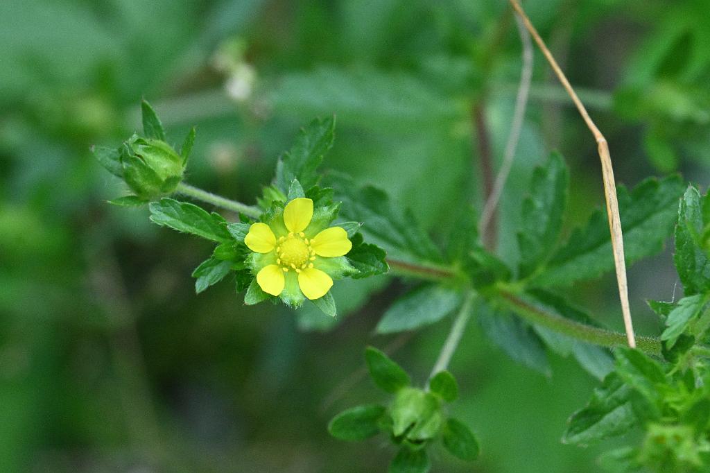 2025-08049976 Broad Meadow Brook, MA.JPG - Rough Cinqquefoil. Broad Meadow Brook Wildlife Sanctuary, MA, 8-4-2025